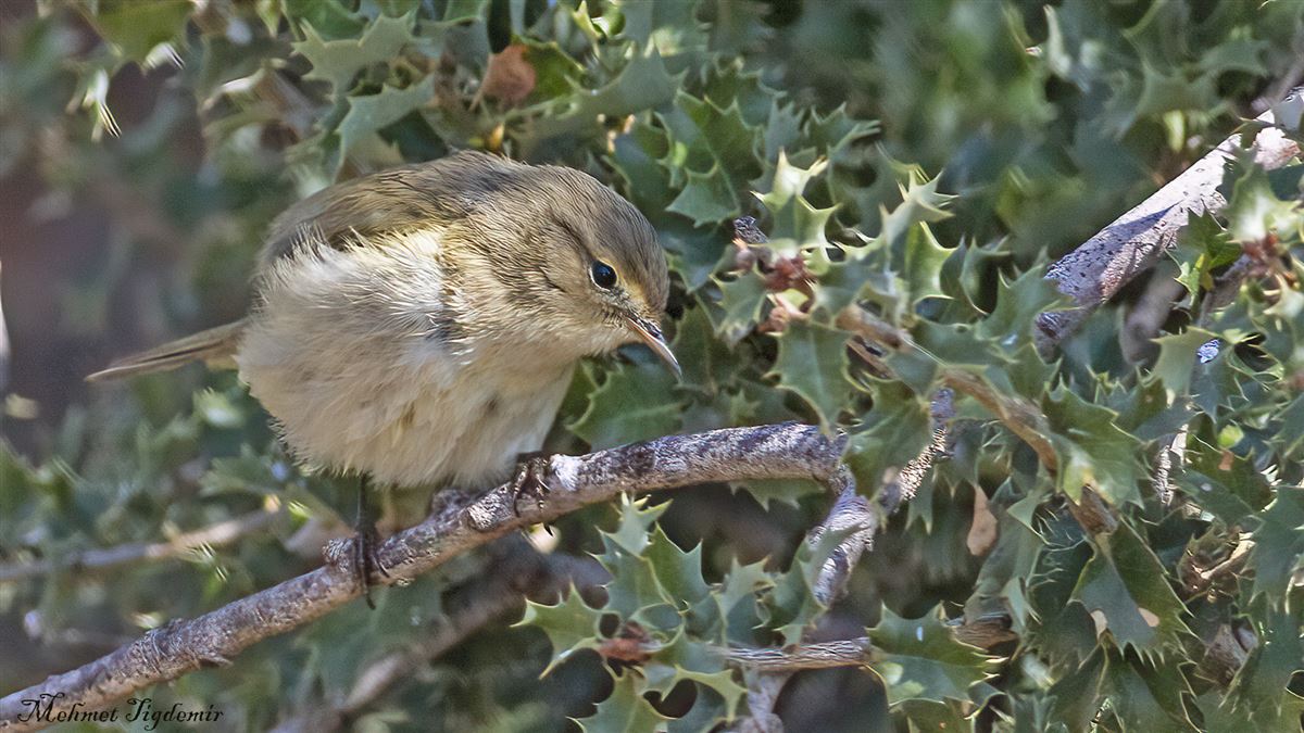 Common Chiffchaff