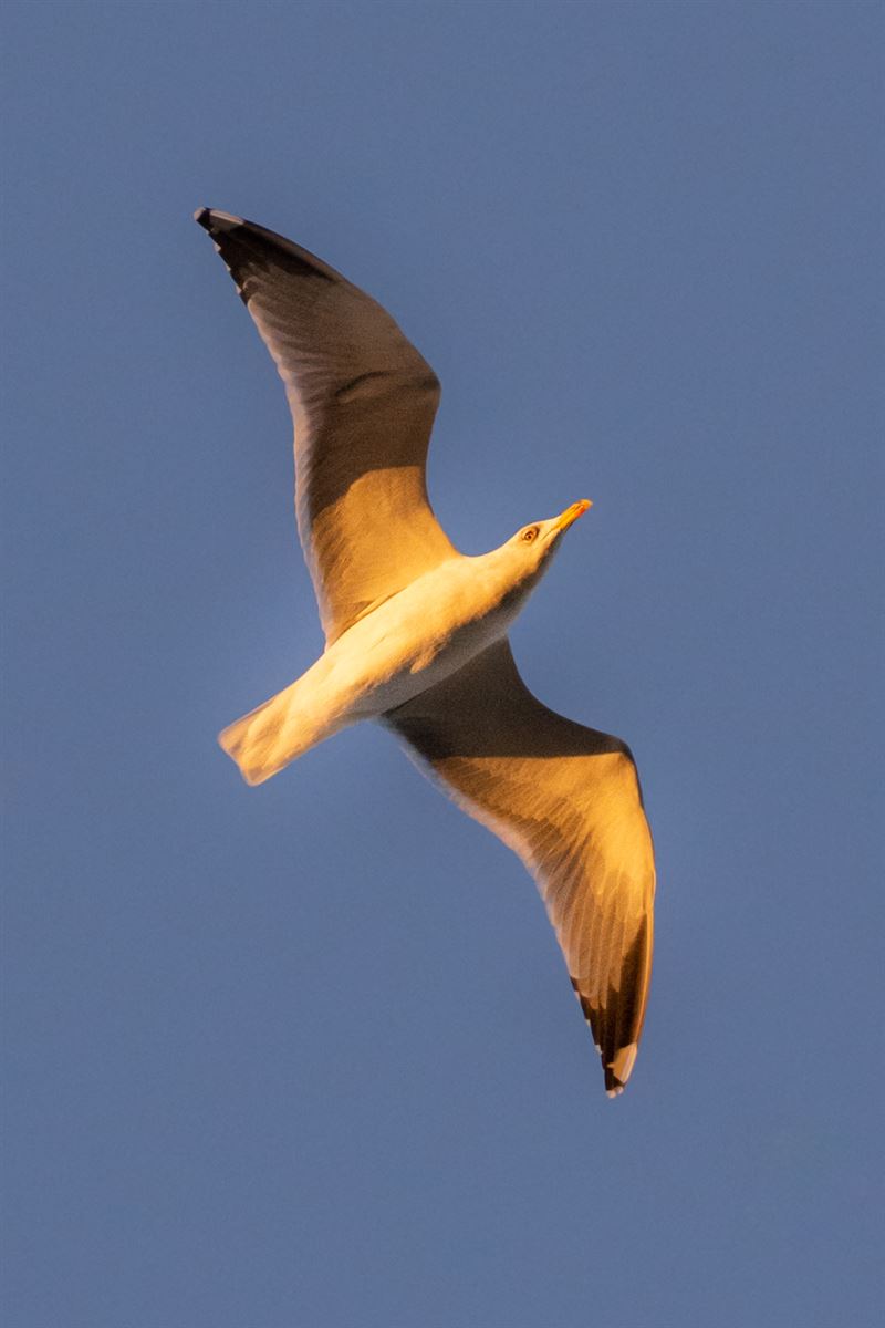 Yellow-legged Gull