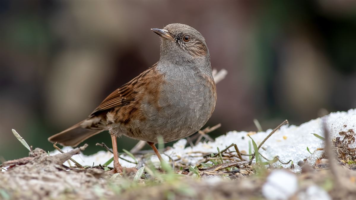 Dunnock