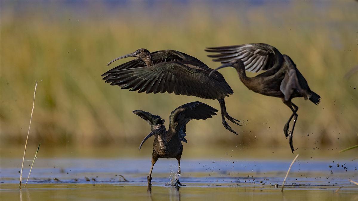 Glossy Ibis