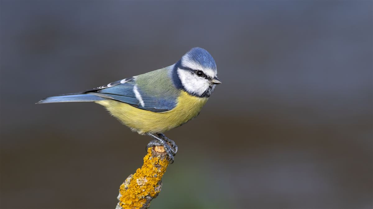 Eurasian Blue Tit