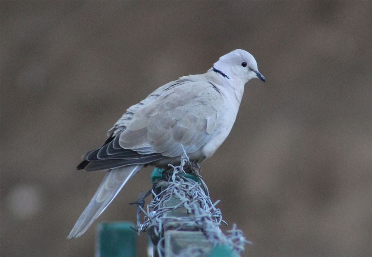 Eurasian Collared Dove