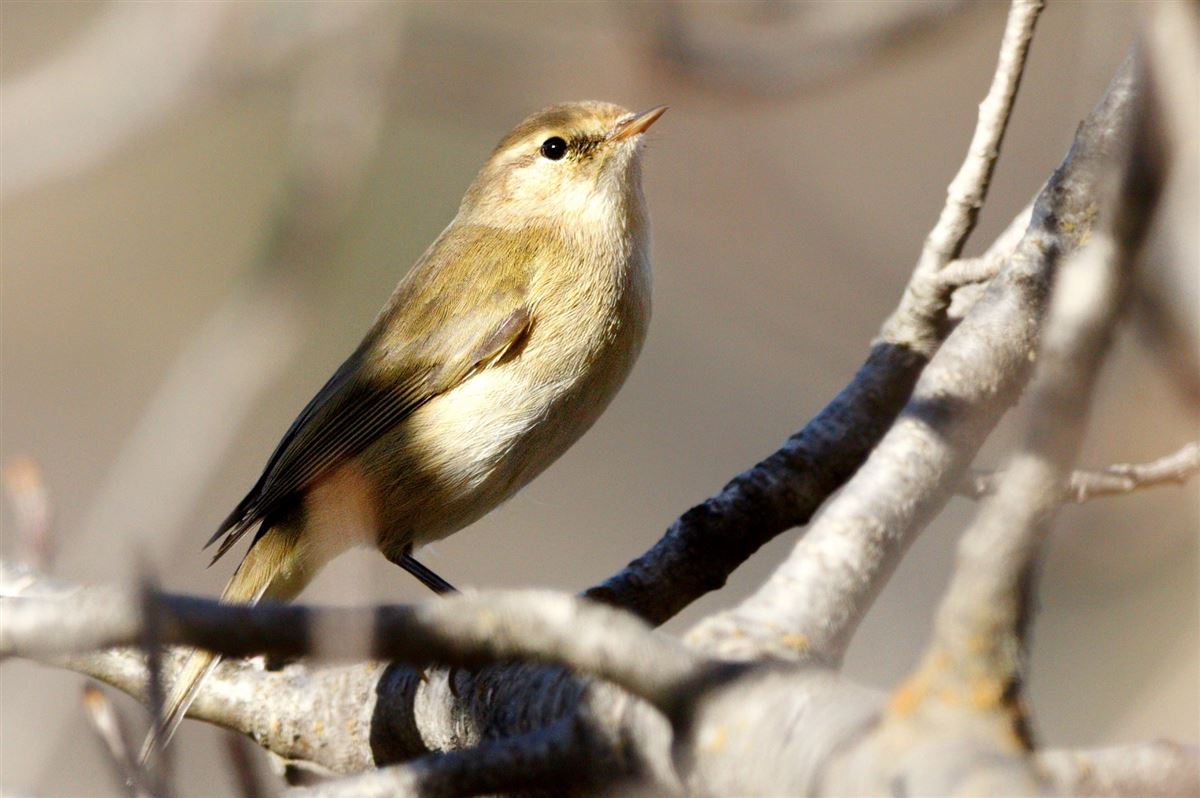 Common Chiffchaff