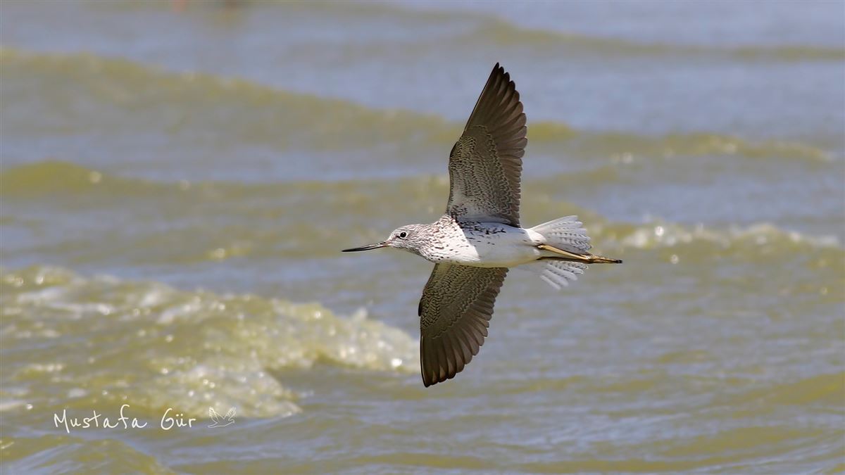Common Greenshank