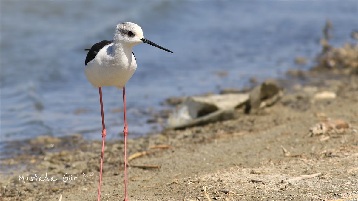 Black-winged Stilt
