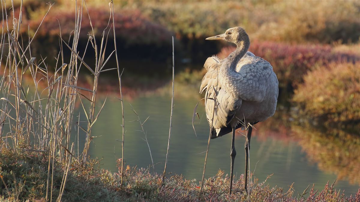 Common Crane