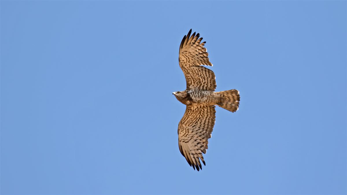 Short-toed Snake Eagle
