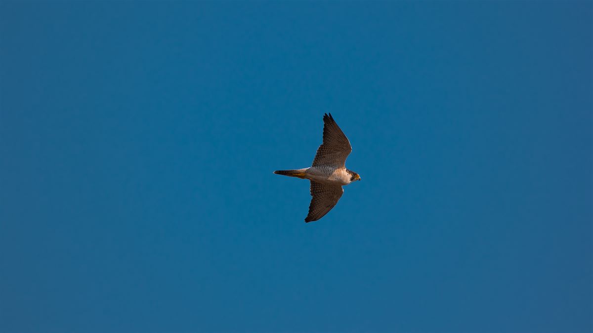 Peregrine Falcon