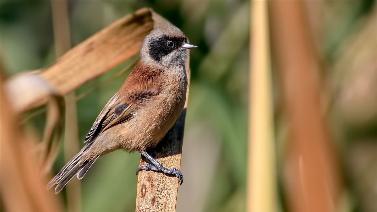 Eurasian Penduline Tit