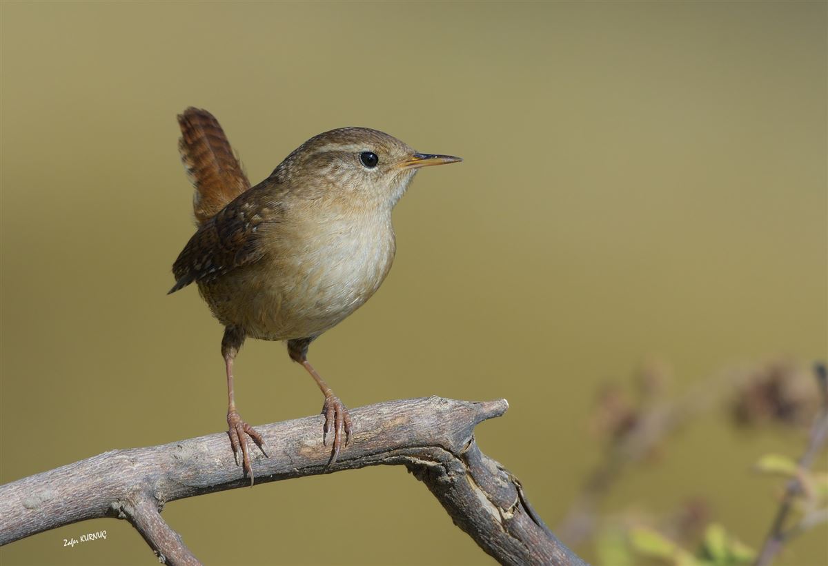 Eurasian Wren