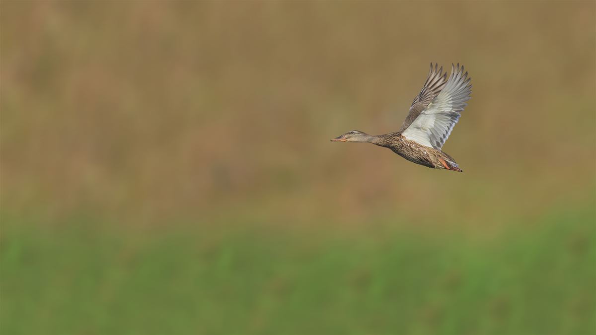Mallard
