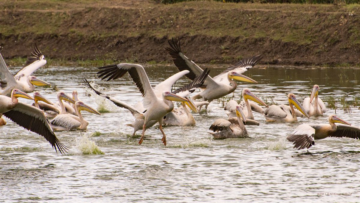 Great White Pelican