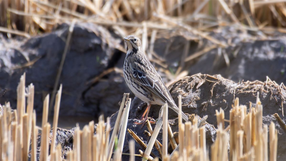 Red-throated Pipit