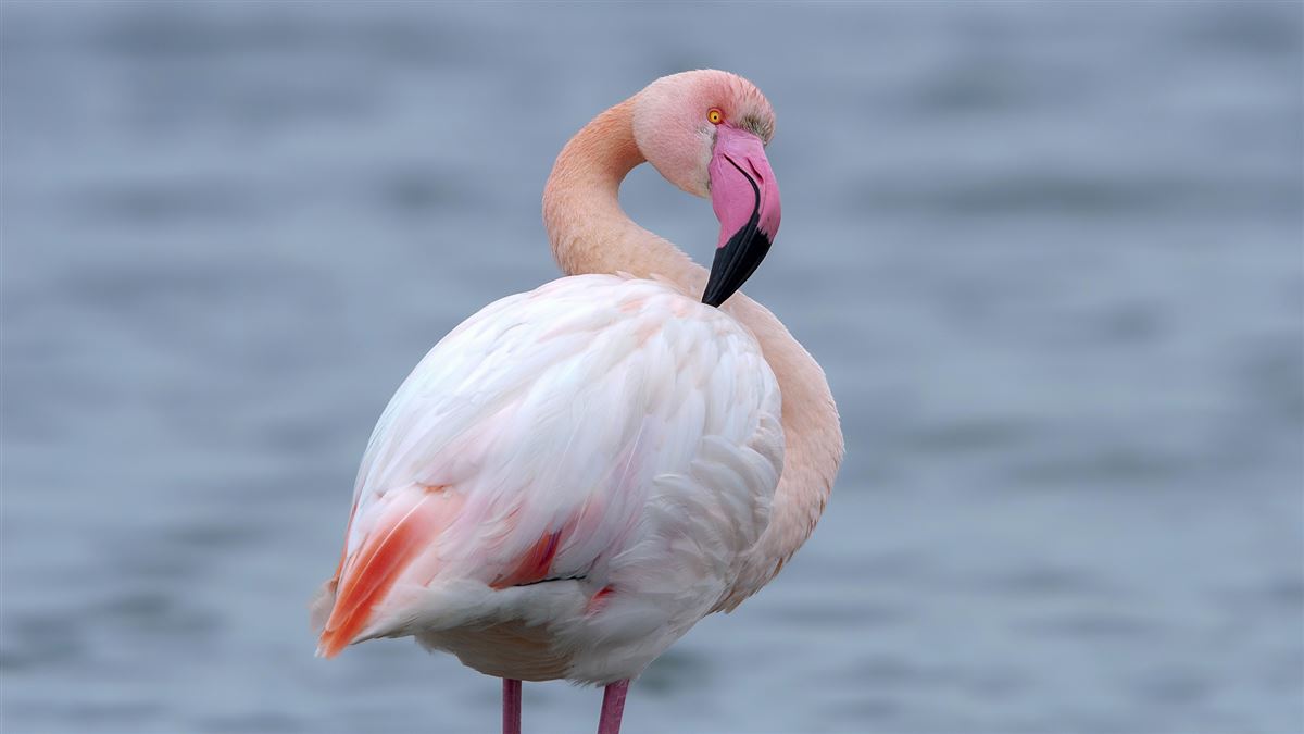 Greater Flamingo