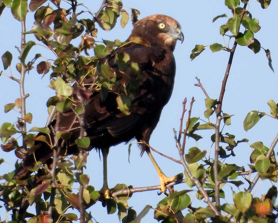 Western Marsh Harrier