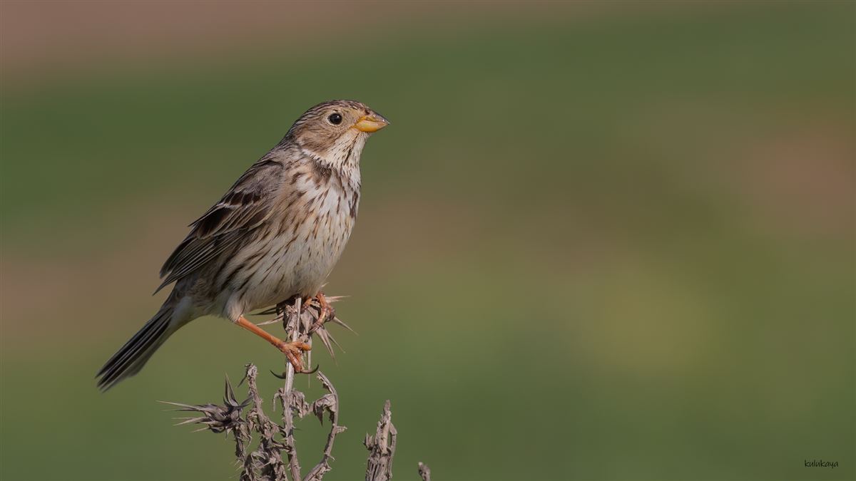Corn Bunting