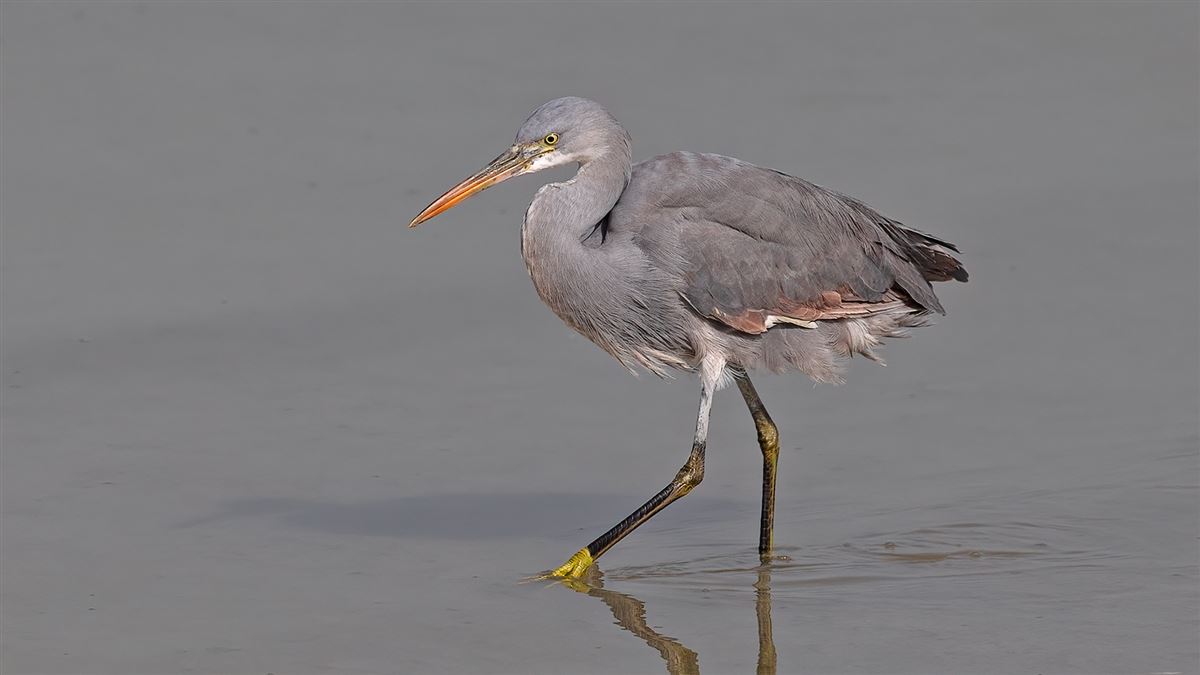 Western Reef Heron