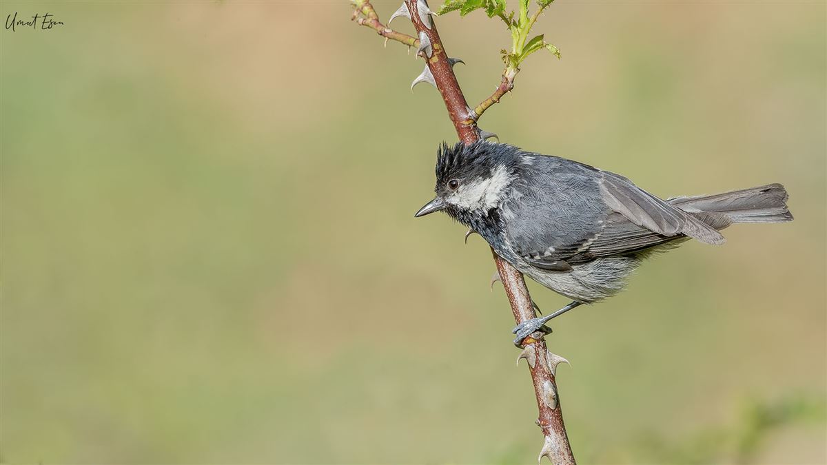 Coal Tit
