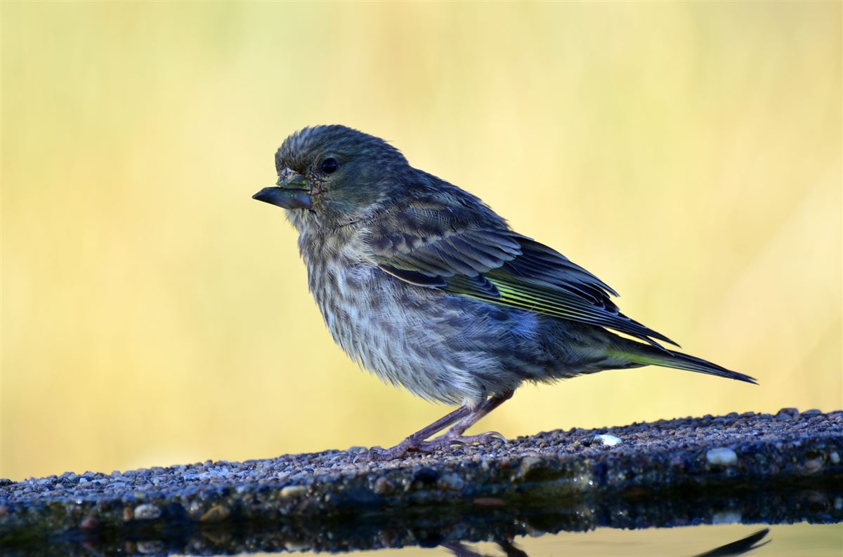 European Serin