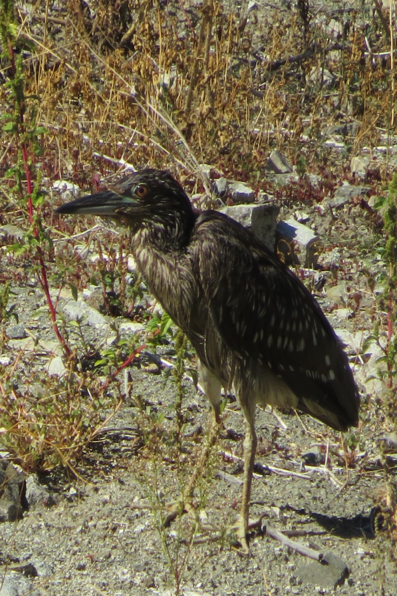 Black-crowned Night Heron