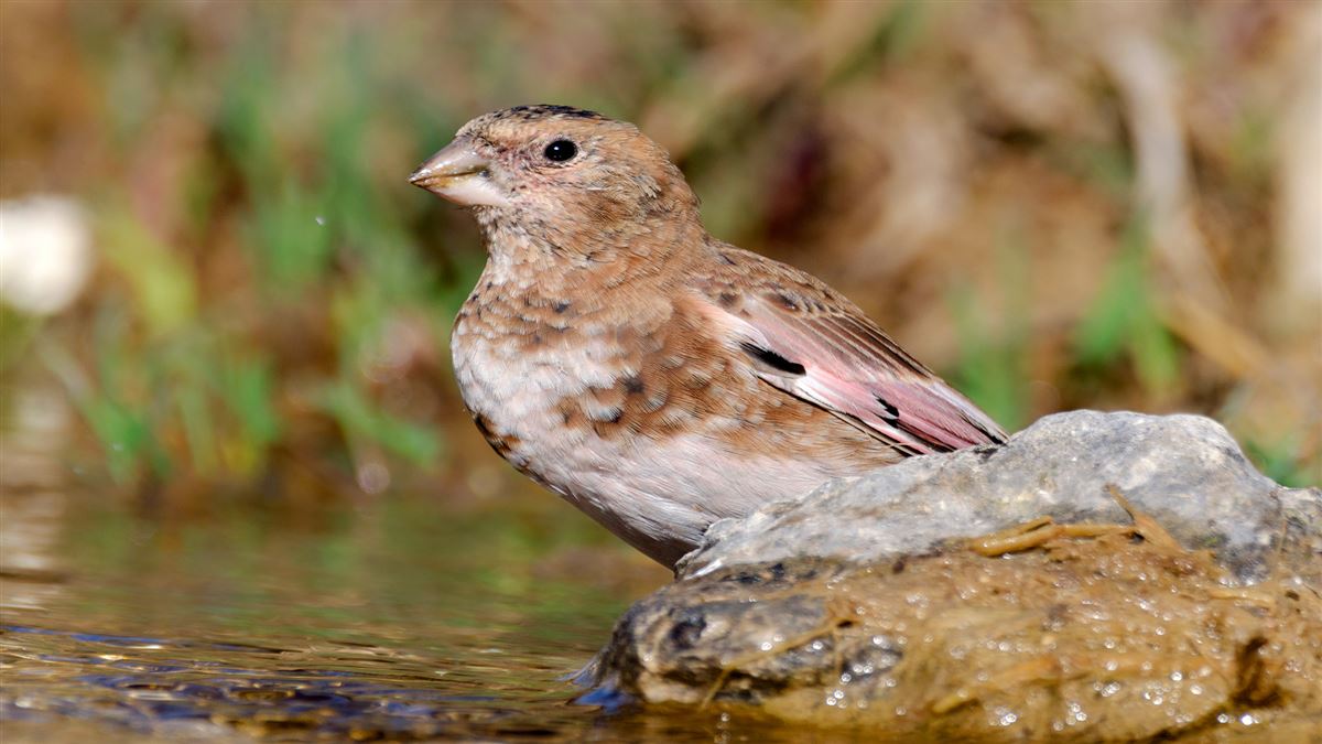 Crimson-winged Finch