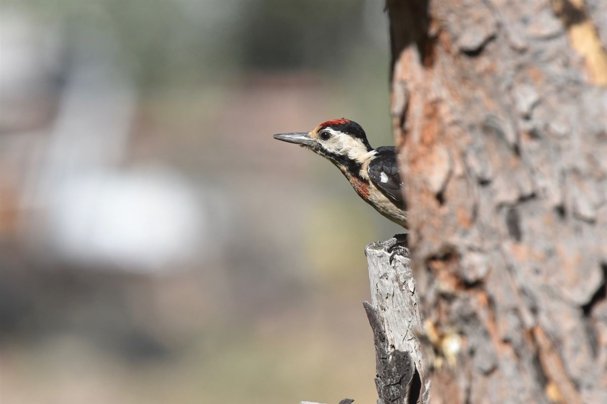 Syrian Woodpecker