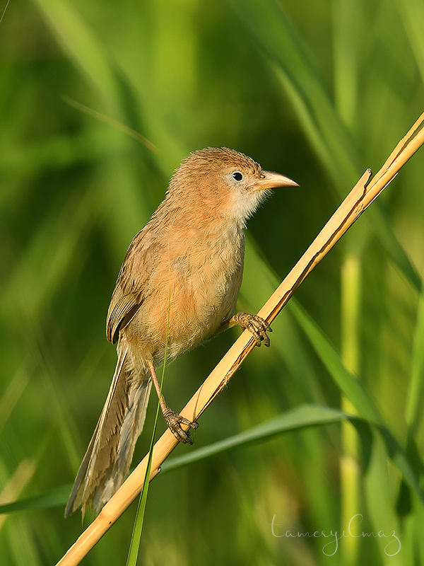 Iraq Babbler