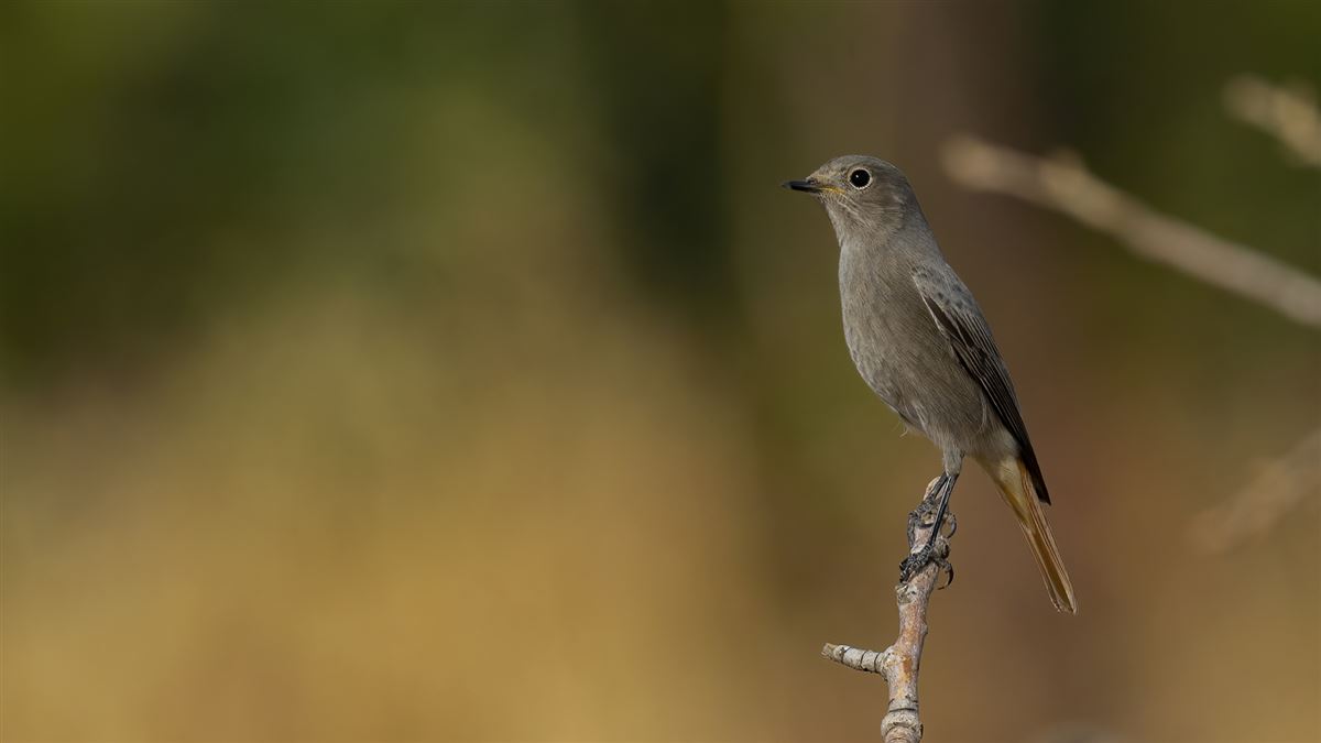 Black Redstart