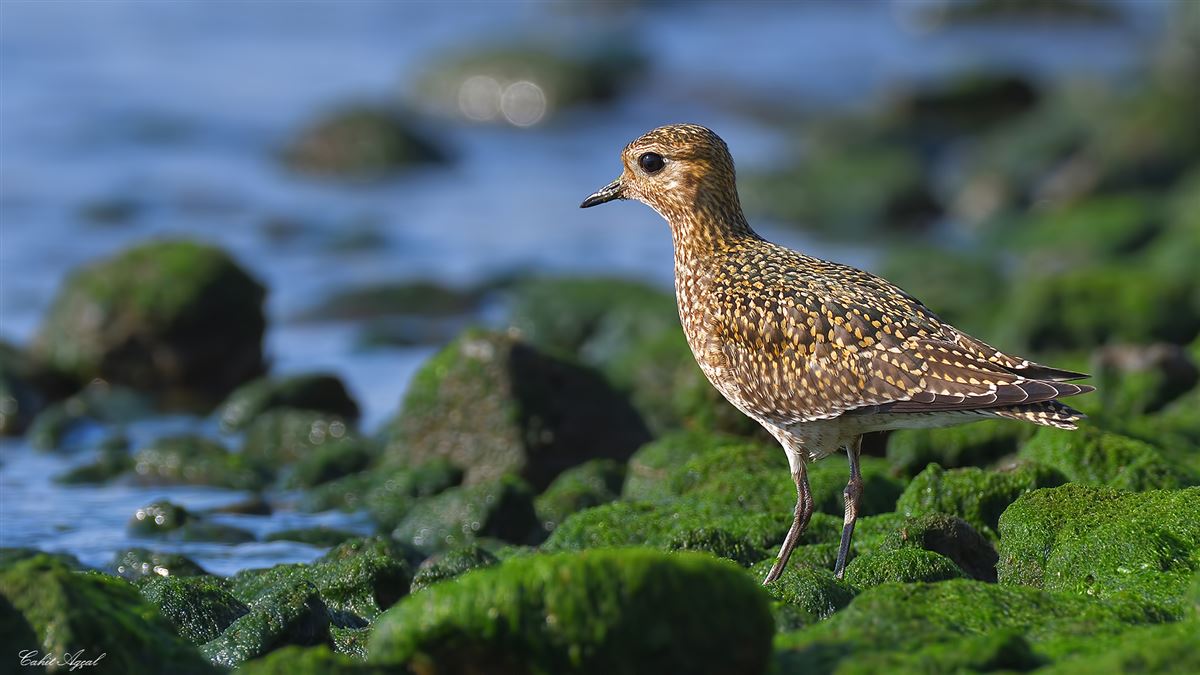 European Golden Plover