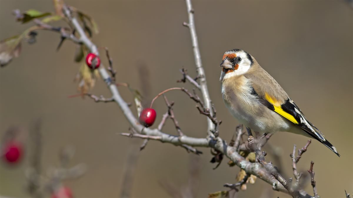European Goldfinch