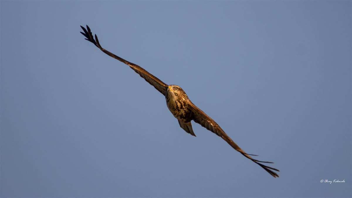 Common Buzzard