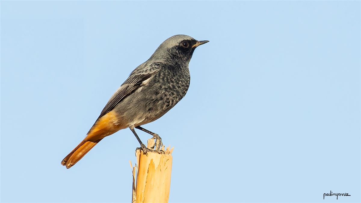 Black Redstart