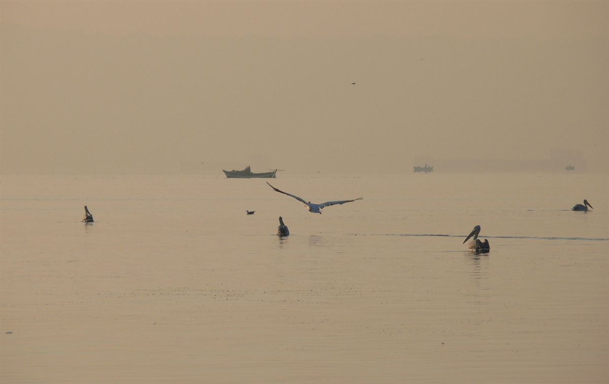 Dalmatian Pelican