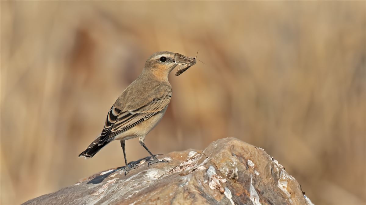 Northern Wheatear