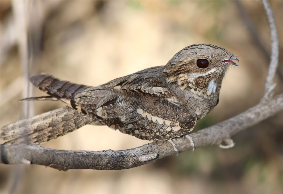 European Nightjar