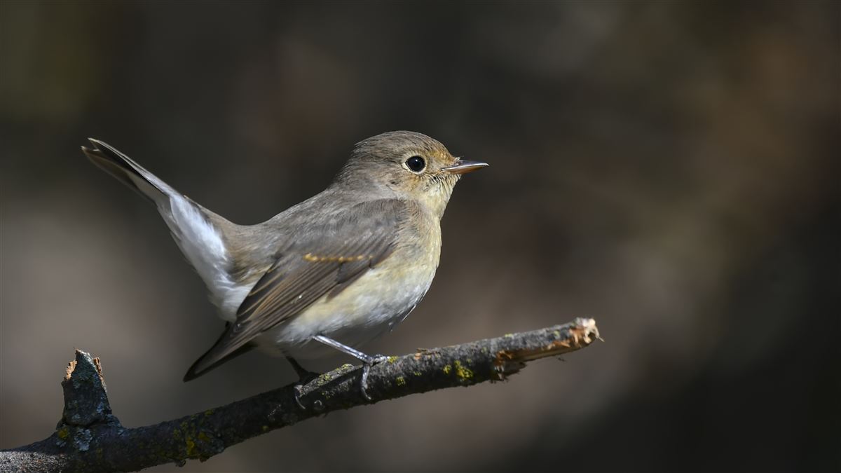 Red-breasted Flycatcher