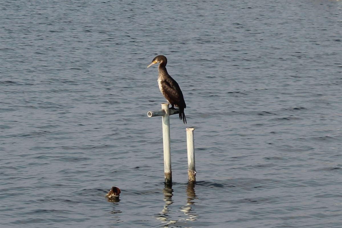 Great Cormorant