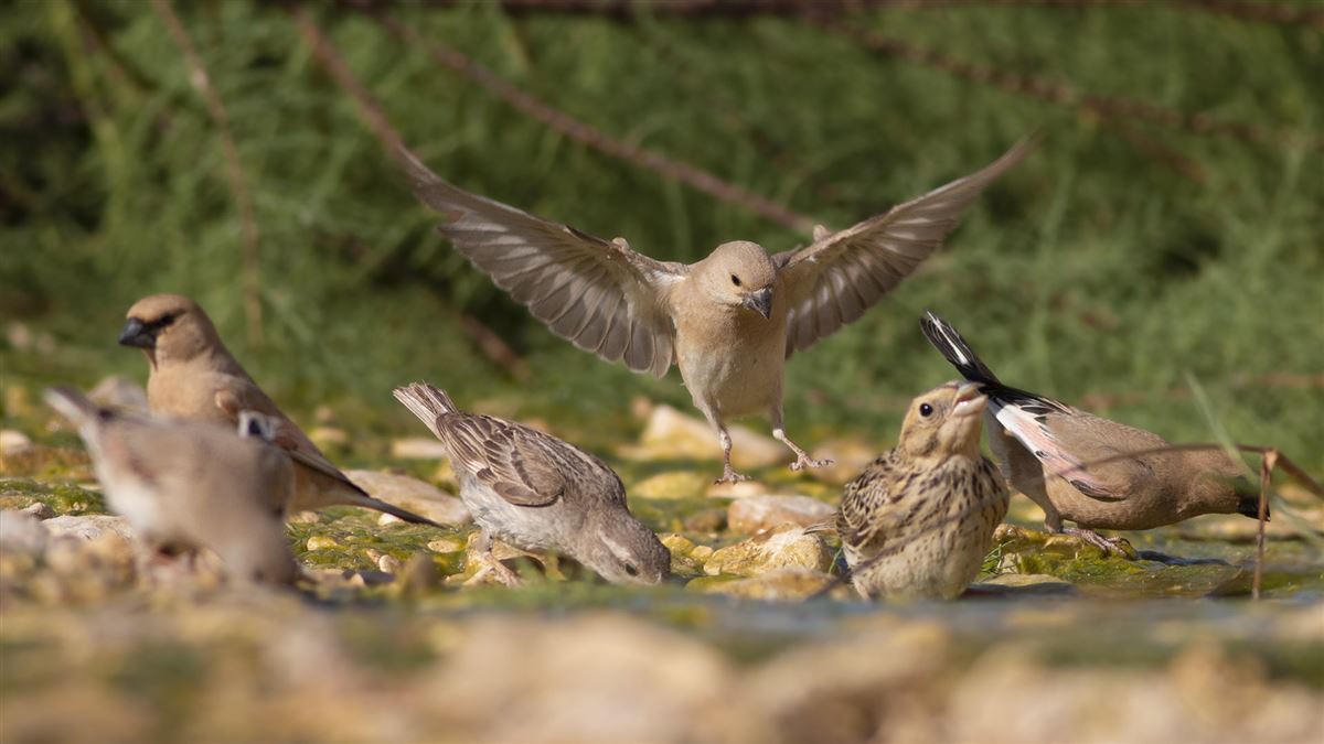 Desert Finch