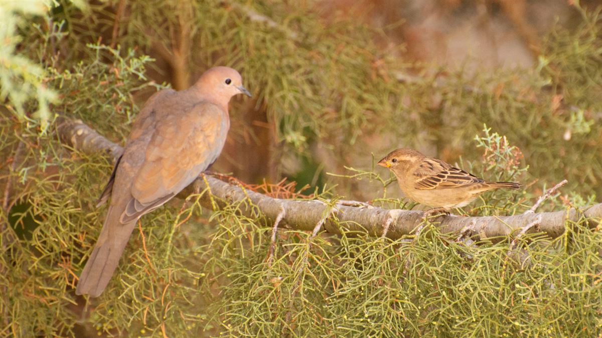 Laughing Dove