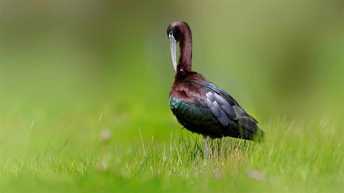 Glossy Ibis