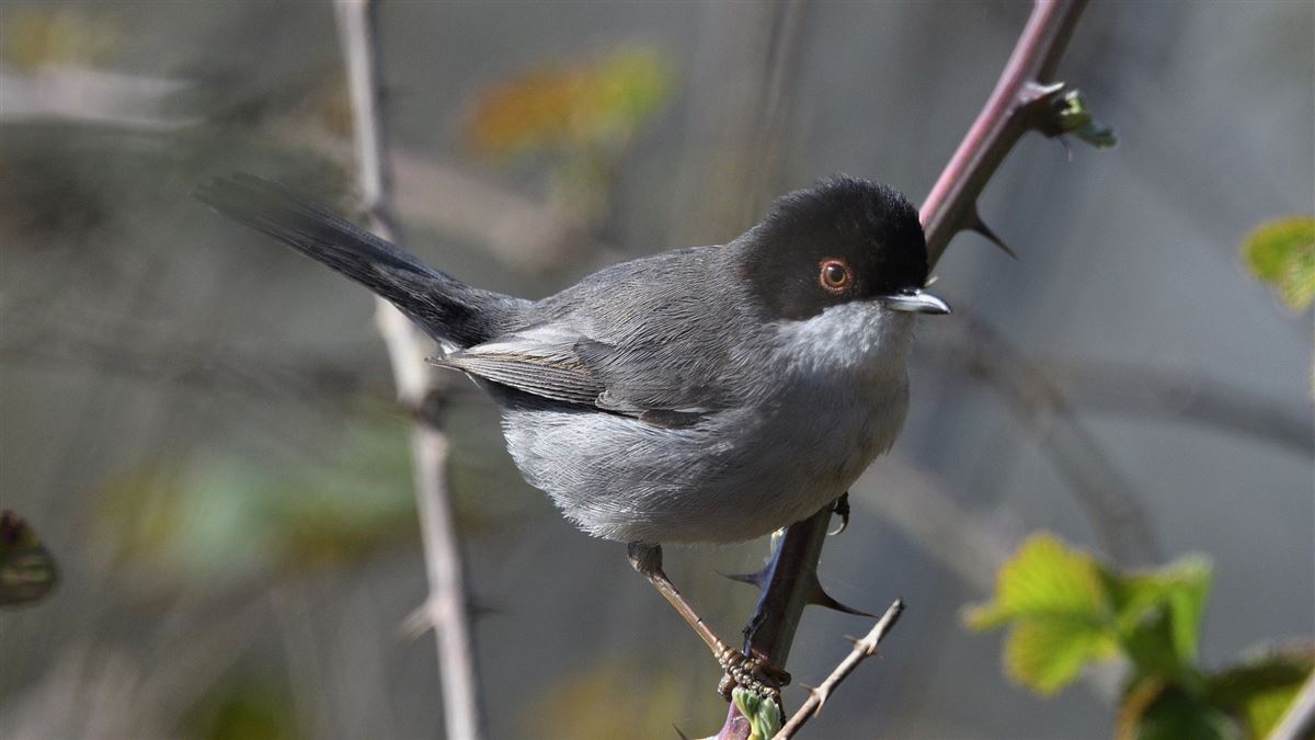 Sardinian Warbler