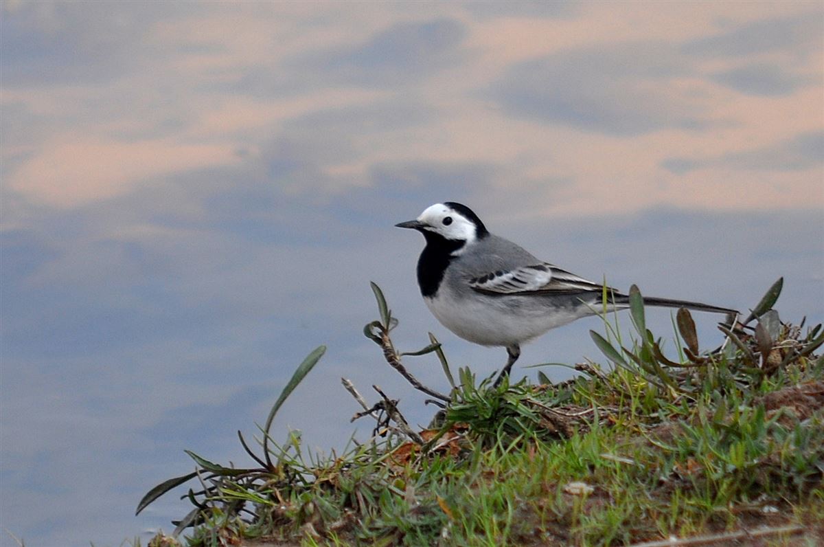 White Wagtail