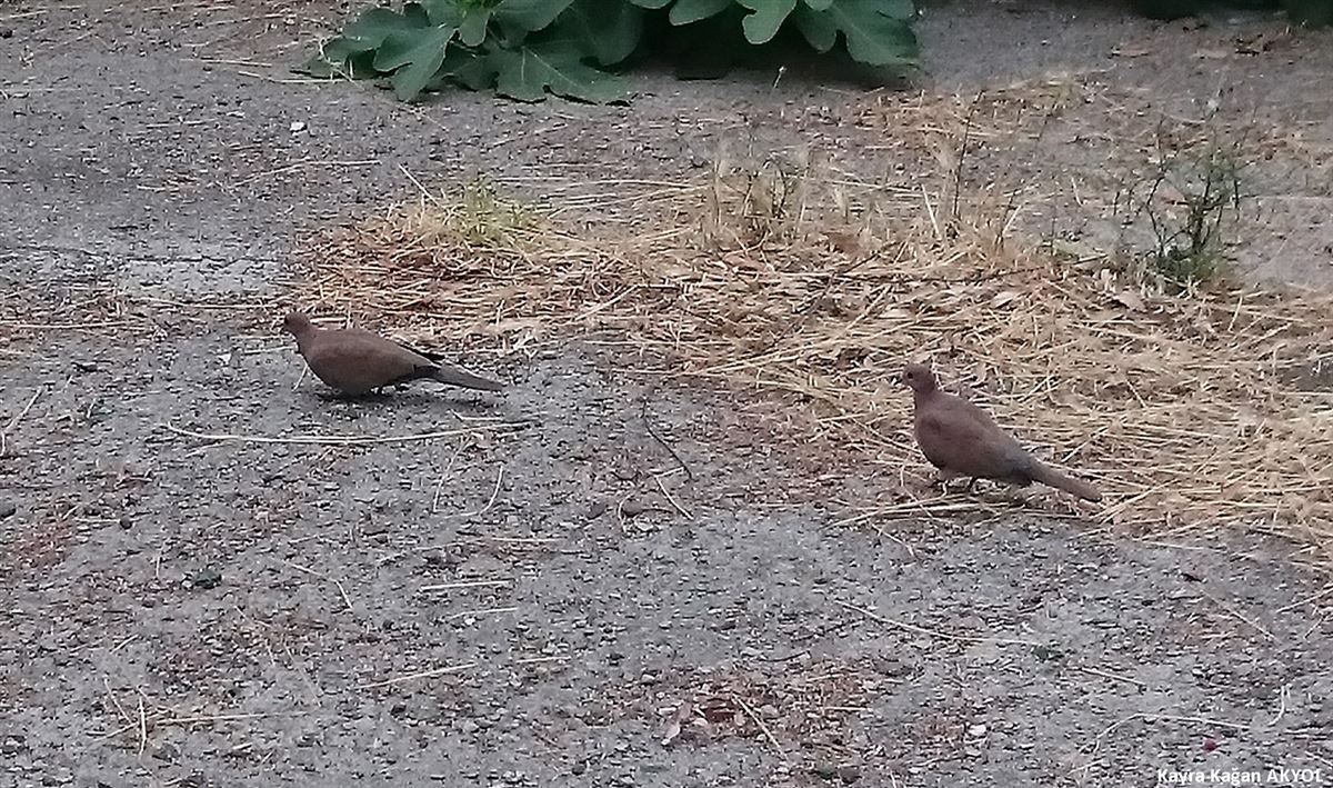 Laughing Dove