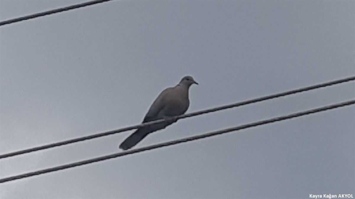 Eurasian Collared Dove