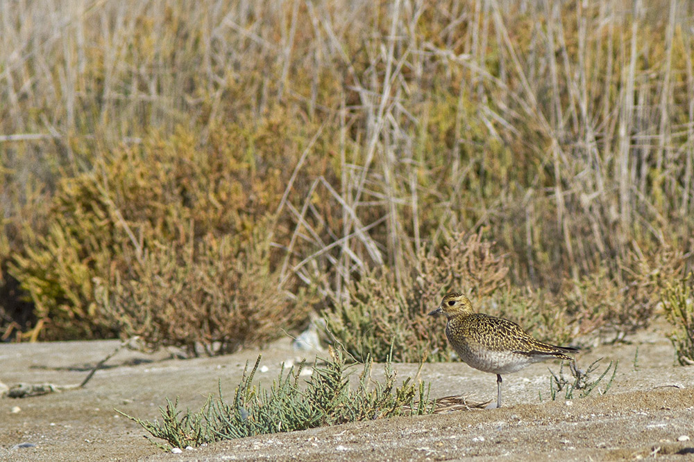 European Golden Plover