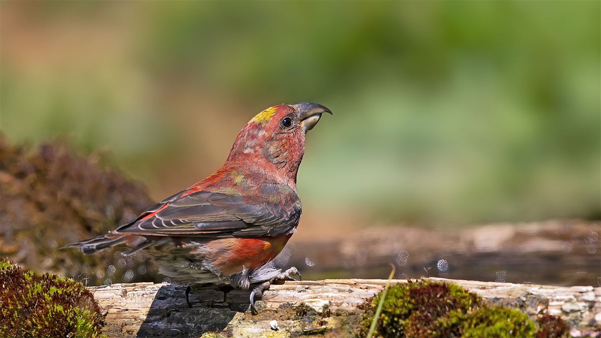 Red Crossbill