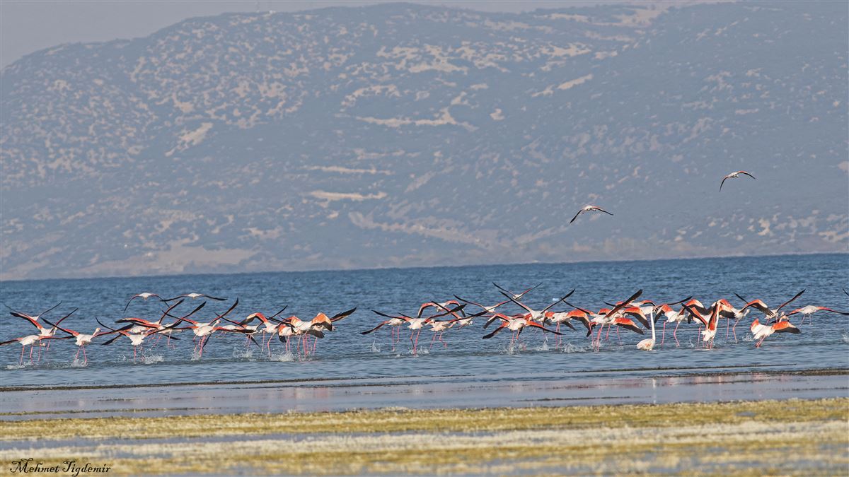 Greater Flamingo