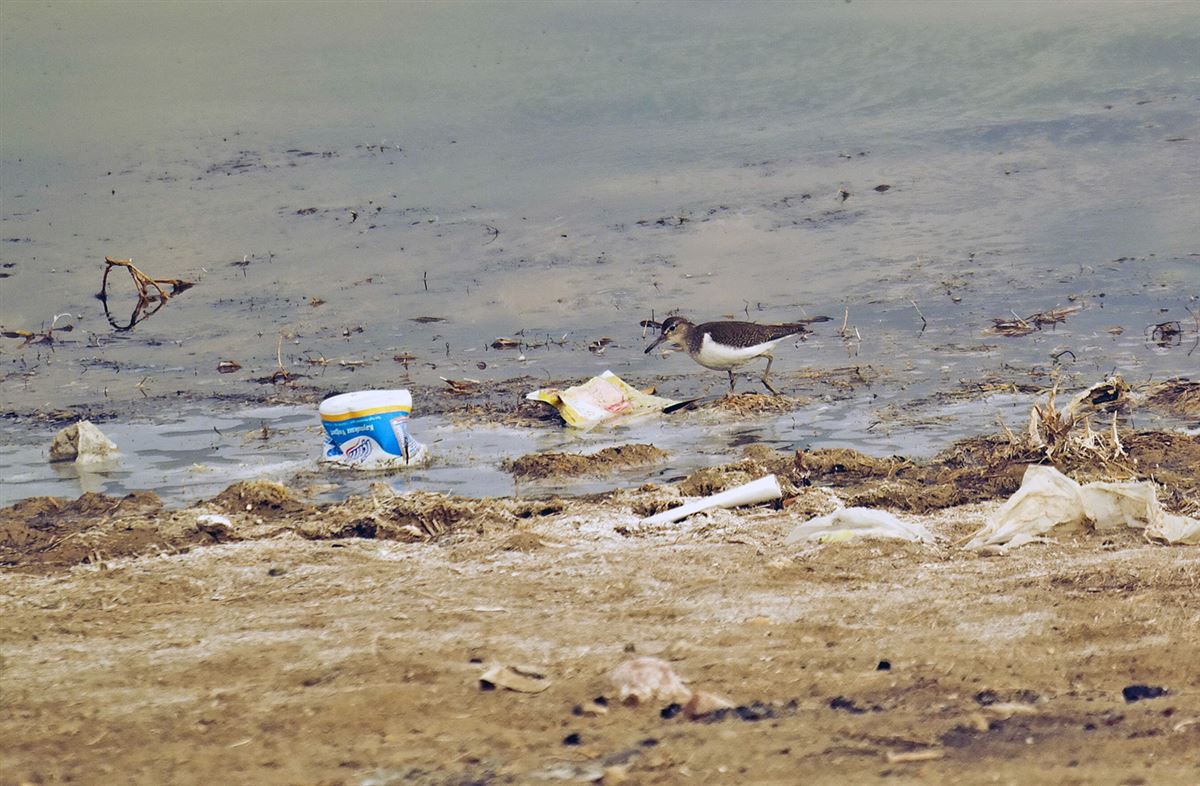 Common Sandpiper
