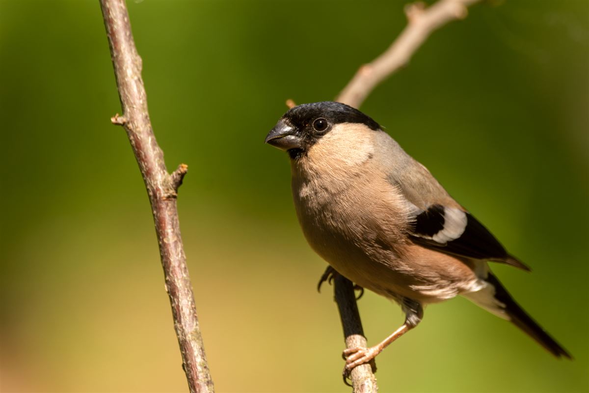Eurasian Bullfinch