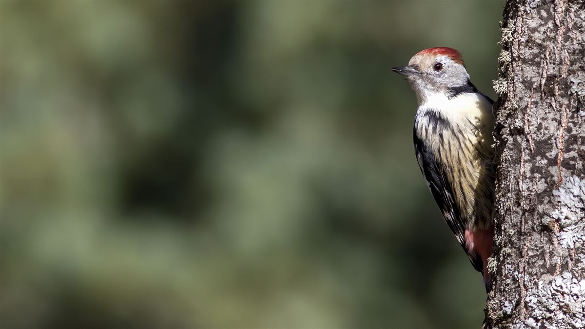 Middle Spotted Woodpecker